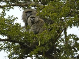 Western_Corridor_(Kirawira)2003-049